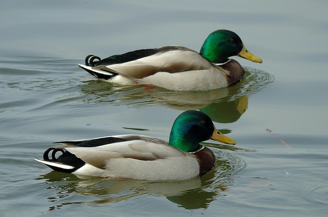 Kendte krydsordsgåder – og hvordan du løser dem