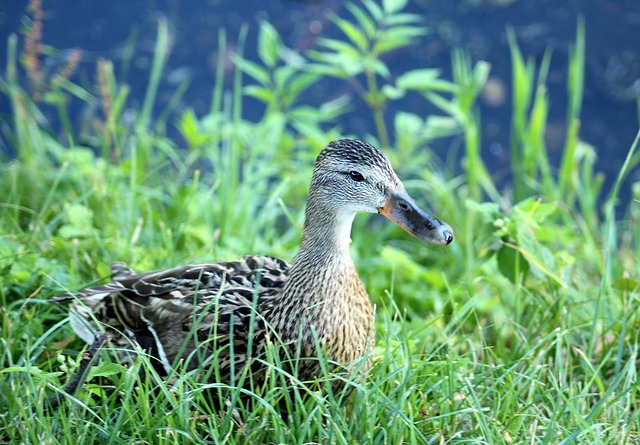 Almindelige fejl i krydsord – og hvordan du undgår dem