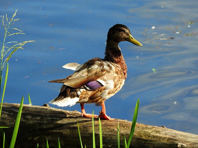 Lær at læse mellem linjerne: Hemmelige hint i krydsord