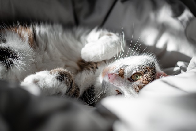 Hyggeåret rundt: Sådan skaber du stemning i alle sæsoner